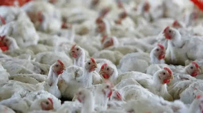 After the Death of Crows, State Governments on Alert about Bird Flu