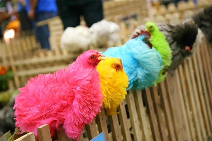 en degerli tavuk cinsleri listesi