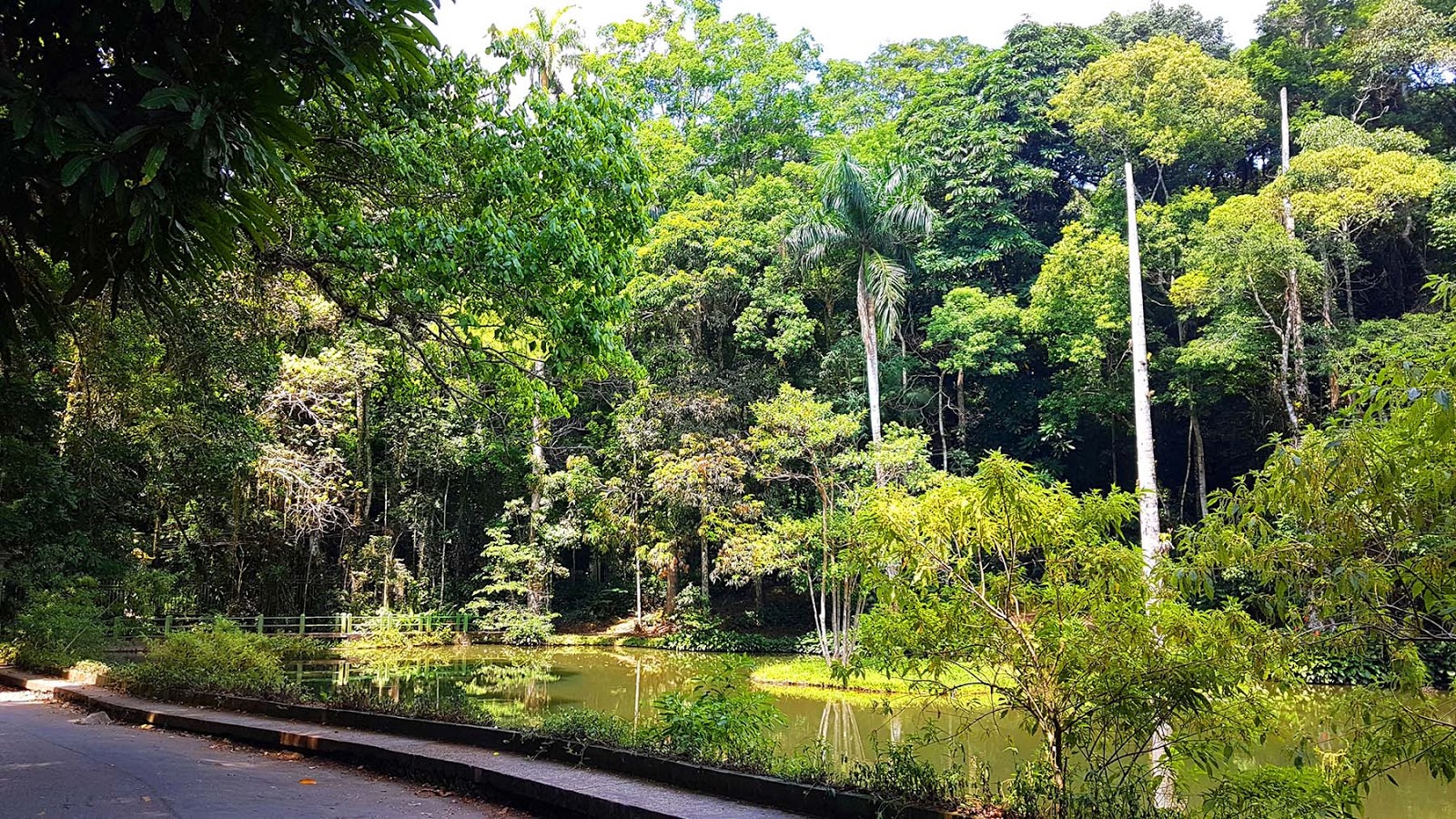 Floresta da Tijuca no Rio de Janeiro : dicas do que fazer.