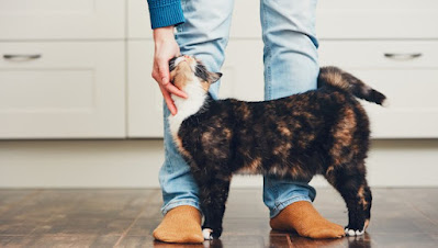 8 señales de que tu gato confía en ti