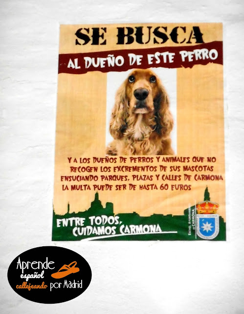 Aprende español callejeando por Madrid: Se busca se busca al dueño de este perro