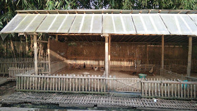 Kandang Bebek Petelur Sistem Kering Pinternak