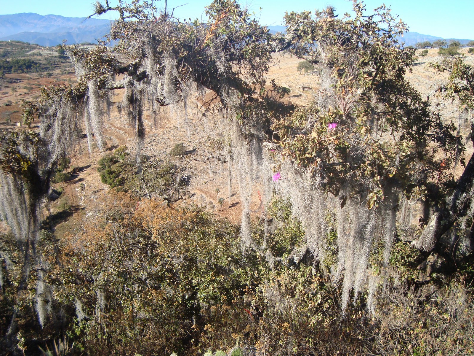 Itandeka (Flor de Lirio): Tilantongo