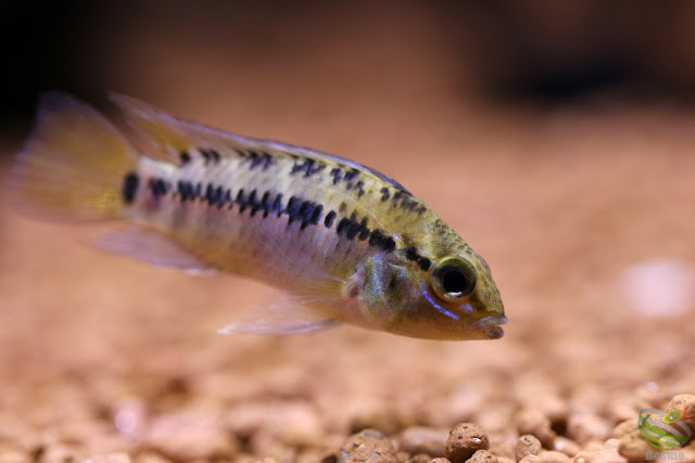 Apistogramma pedunculata(sp.Rio Caura)