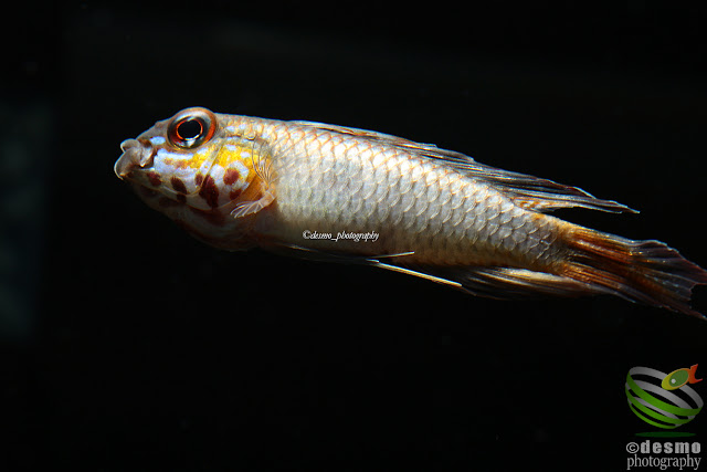 Apistogramma flabellicauda