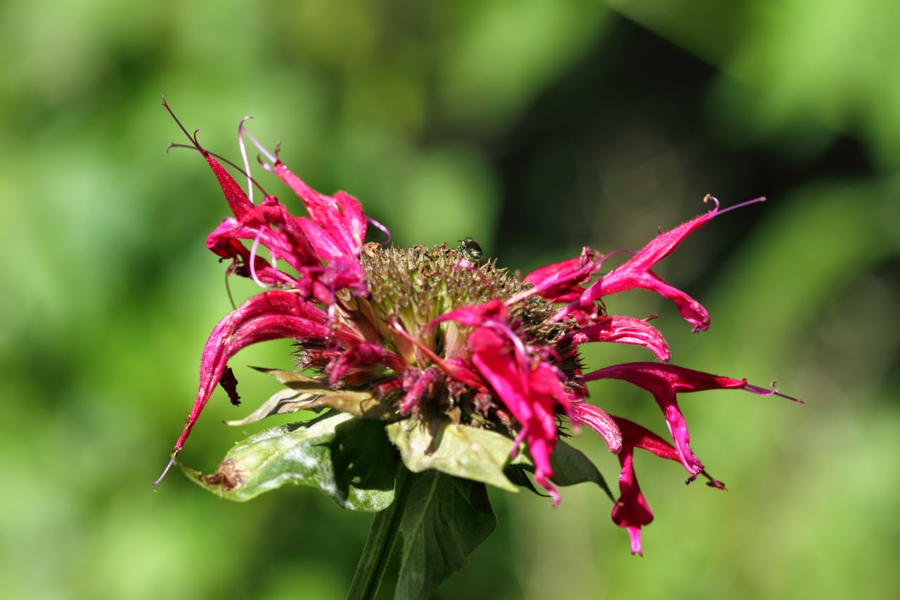 Trulandphoto Blog More Sigma 50 150mm F 2 8 Ex Dc Os Hsm Lens