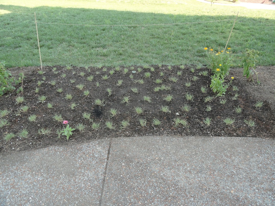 Garden of Aaron Buffalo Grass Trial Day 2