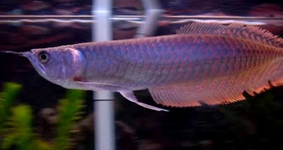 Ikan Arwana Ikan Arwana