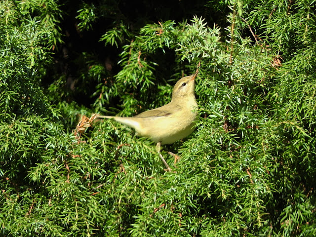 пеночка теньковка