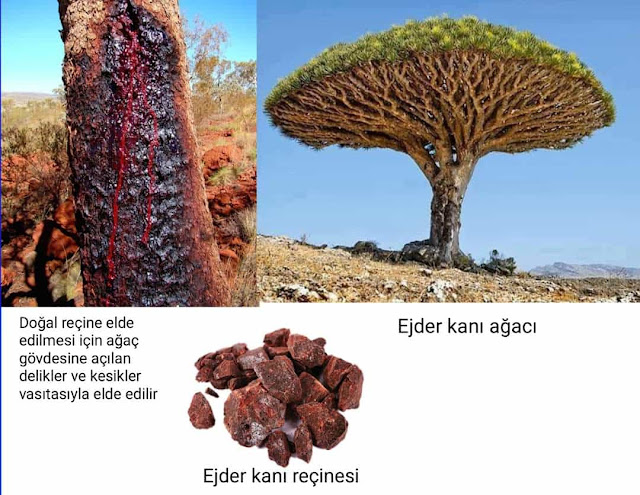 Dracaena cinnabari  ağacı (ejder kanı ağacı)