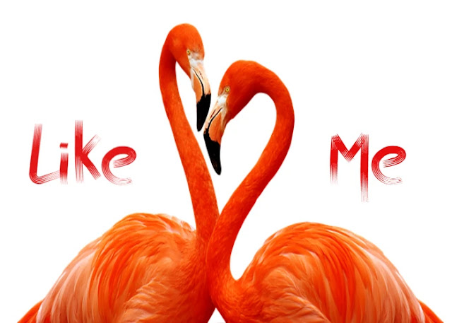 Beautiful Love Birds Images Free Download Beautiful Love Birds Images Free Download
