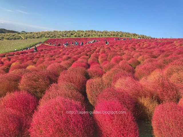 Hitachi Seaside Park Ibaraki