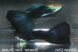 Guppy Hitam (Black Guppy) Guppy Hitam (Black Guppy)