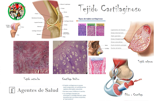 Tejido Cartilaginoso En El Cuerpo Humano
