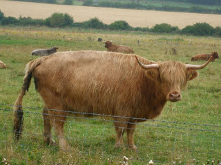 A Bull in a field