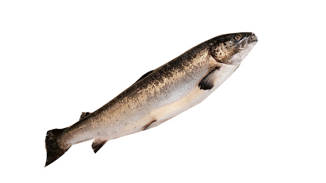 salmon fish name in tamil
