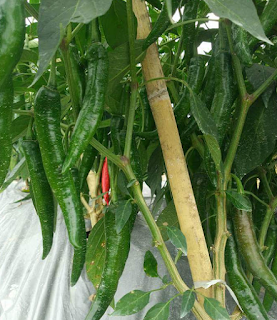 4 Tipe PUPUK Buat CABAI/ CABE Supaya BERBUAH Rimbun 4 Tipe PUPUK Buat CABAI/ CABE Supaya BERBUAH Rimbun