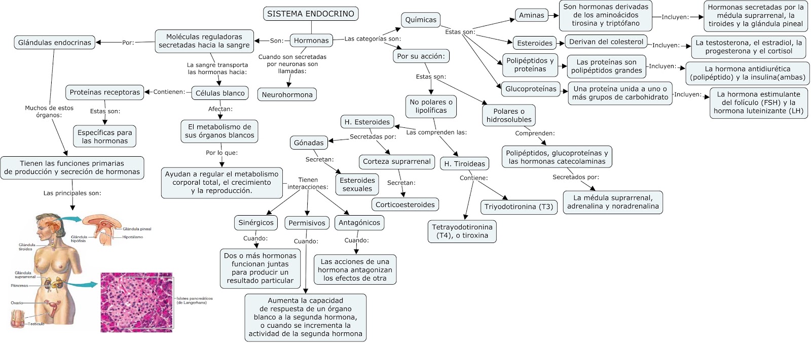 Como regular las hormonas femeninas