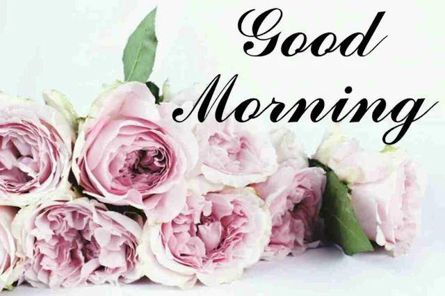 Good Morning flowers Image hd download and share with your friends and family members on facebook and whatsapp for wish very good morning