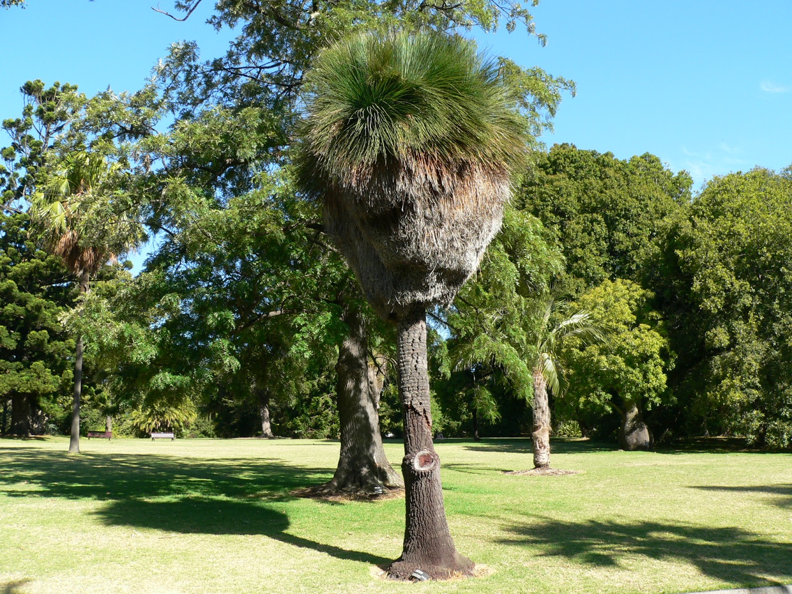 Aggregata Plants & Gardens Xanthorrhoea grass trees in the Botanic gardens Melbourne