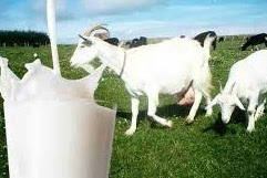 The Benefits Of Goat Milk For The Health Of The Body