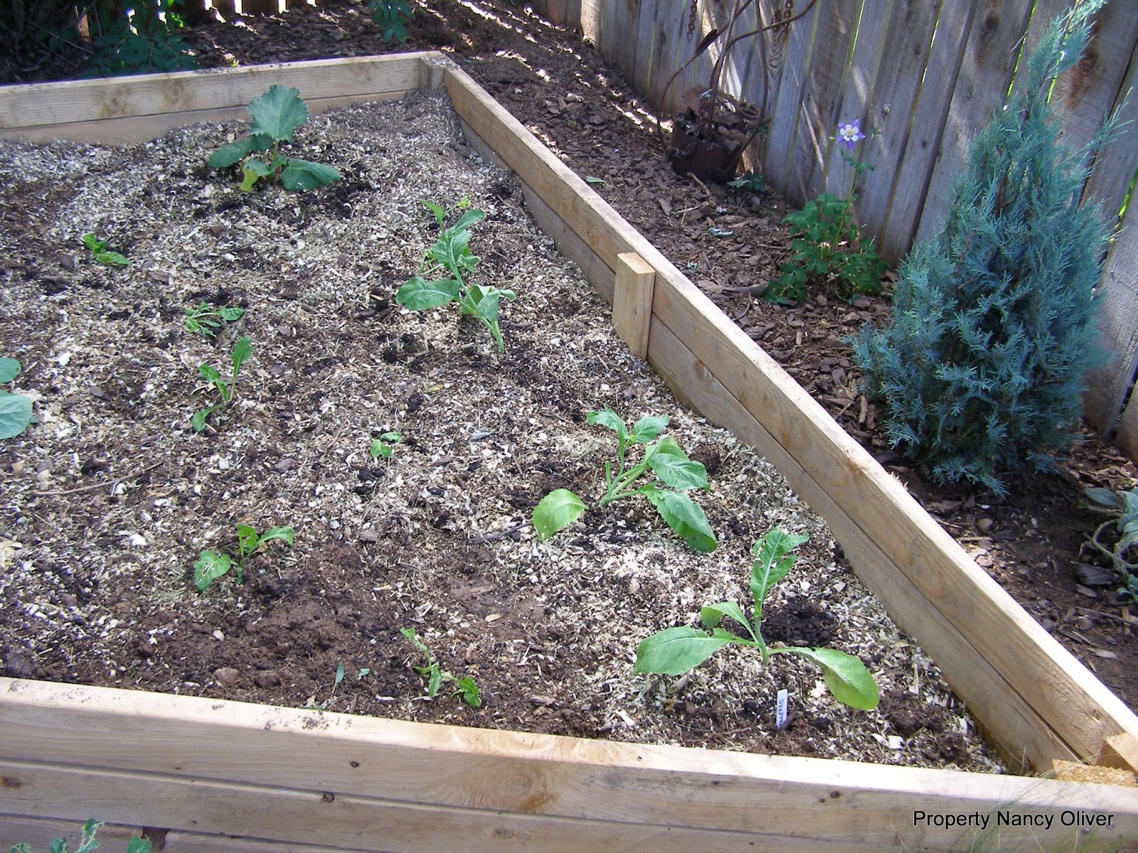 Little Homestead In Boise 30+ Vegetables You Can Grow in Shade, New