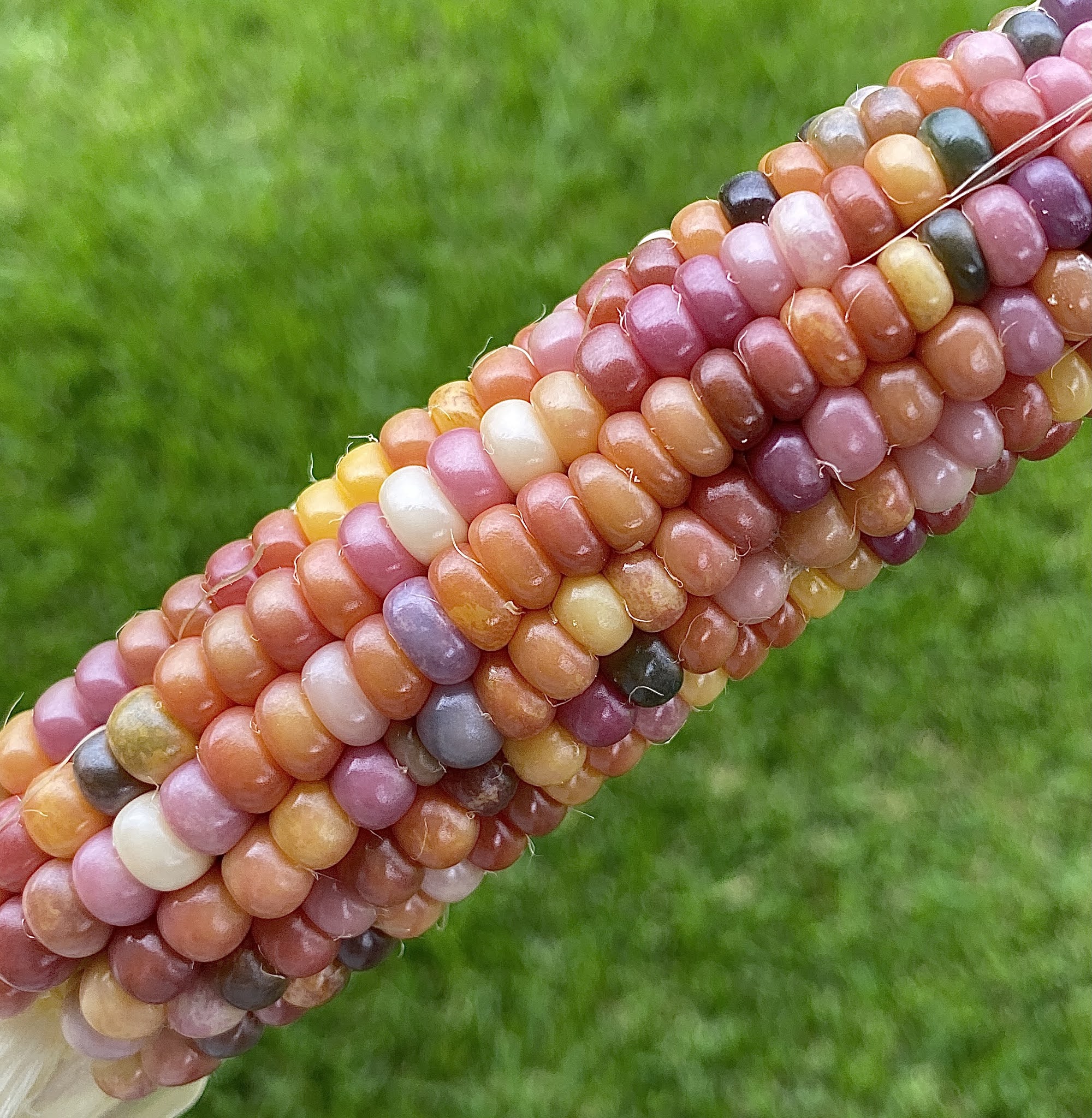My Garden Glass Gem Corn Samelia's Mum