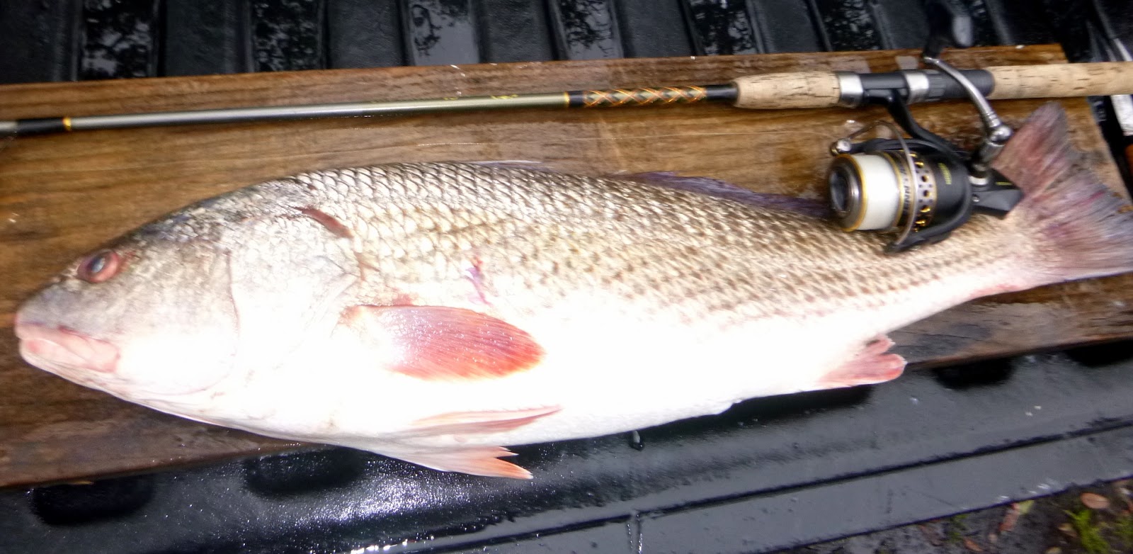 March 1 Red Drum