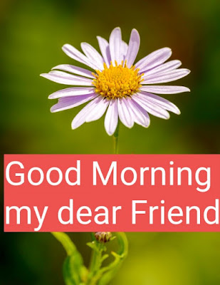 good morning dear friend images