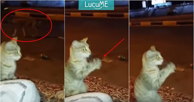Tingkah Kocak 'Penyamaran' Kucing Biar Nggak Terlihat Anjing Ini Bikin Ngakak
