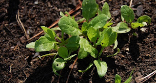 cultivar espinacas