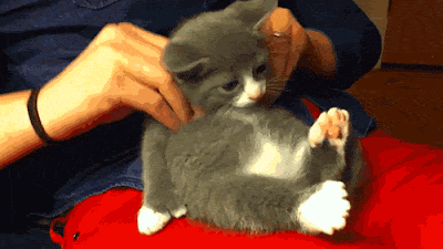 Gifs de Gatos: Gif Massagem no gatinho