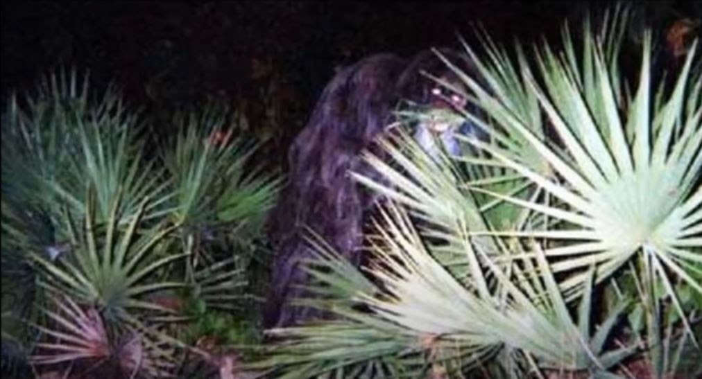 RMSO Bigfoot: Video of Myakka Skunk Ape Photos Florida's Sasquatch