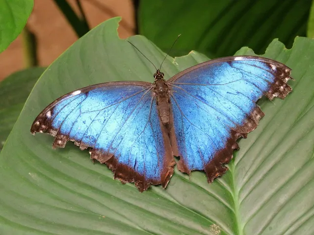 Costa Rica Itinerary: Morpho Butterfly