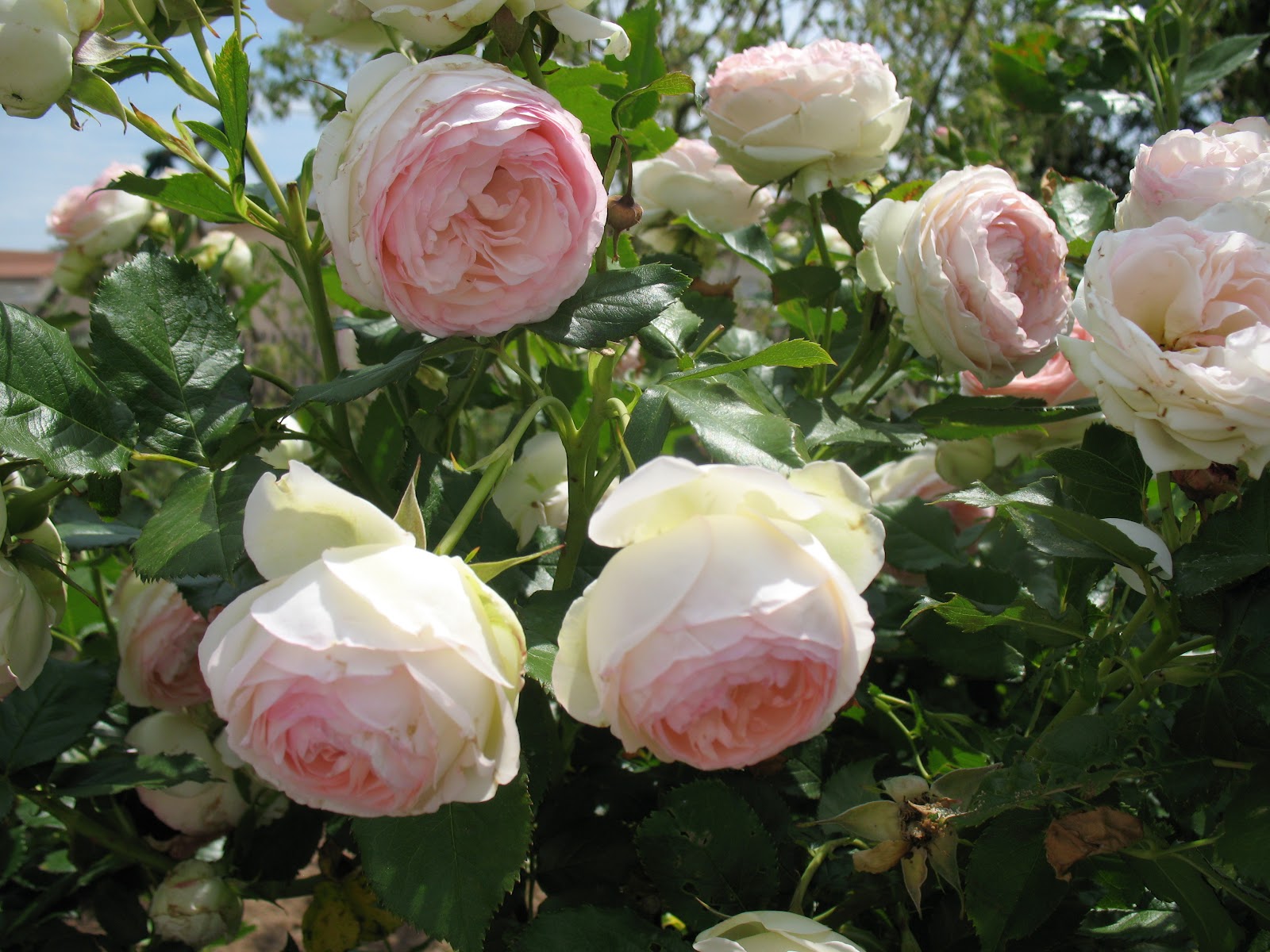 Vendredi Fleurs