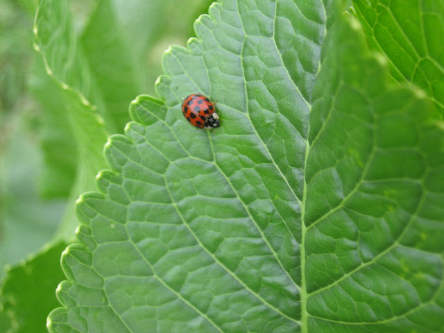 Azijska bubamara - Asian beetles