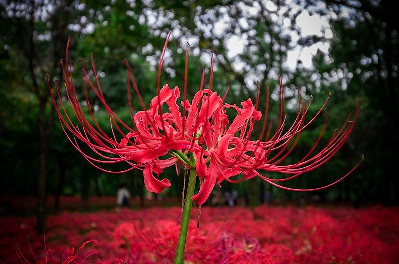 Origem da flor Lycoris Radiata / Higanbara