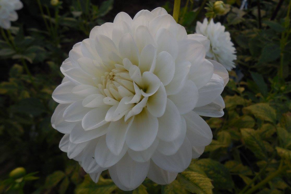 Mistik Acres Dahlia Plants For Sale