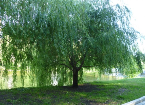 willow tree pictures