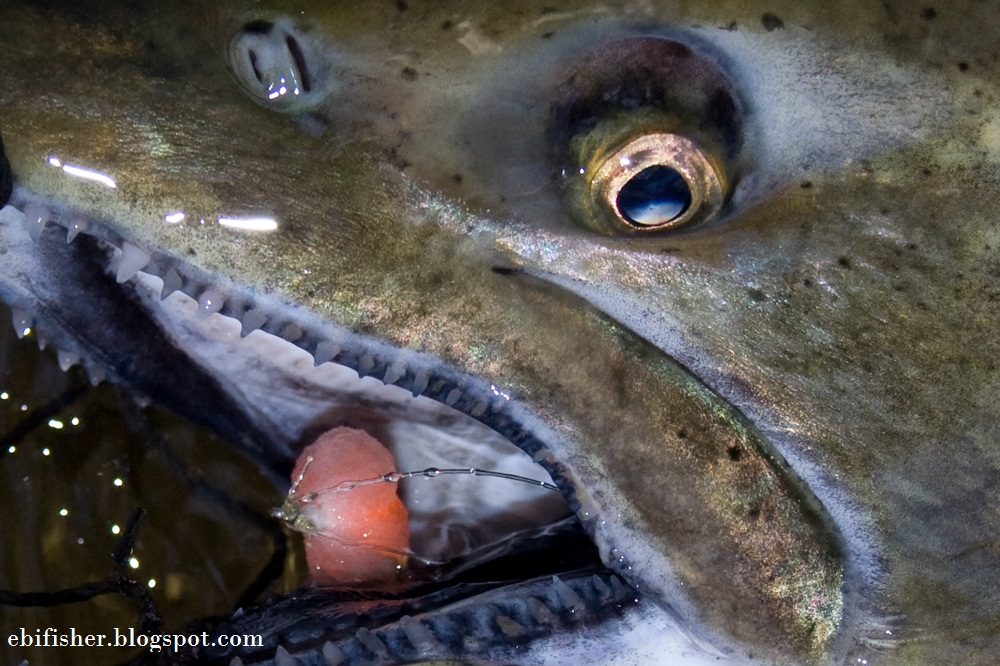 Ebi Fisher Eggs Bait Fishing For Trout & Steelhead & Salmon