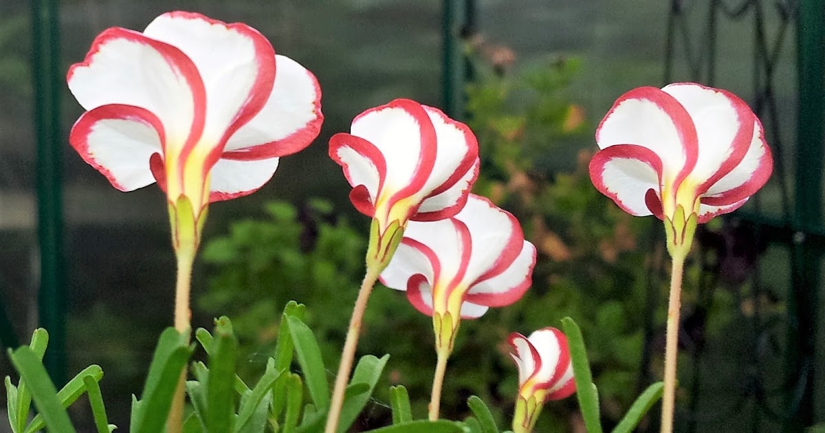 HOW TO GROW OXALIS VERSICOLOR FROM SEED The Garden of Eaden