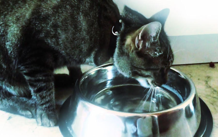 Gato bebiendo agua de su plato