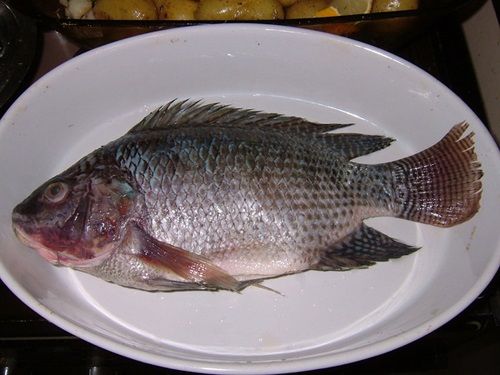 Koleksi Cemerlang 22+ Gambar Ikan Nila Dan Bagiannya