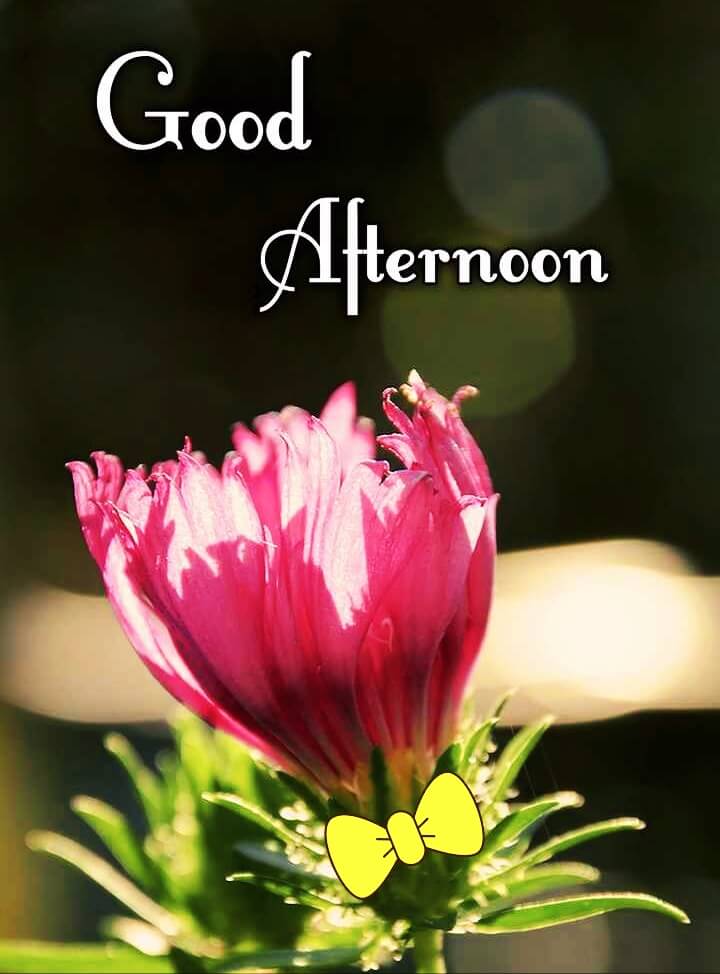 Good Afternoon Images || Good Afternoon Images And Quotes || Good ...