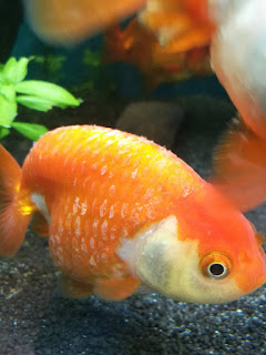 Mes premiers ranchus ! Maladie%2Banciens