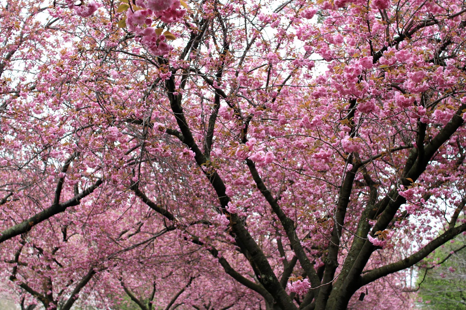 Cherry Blossoms Brooklyn Botanic Garden Modern Mollie