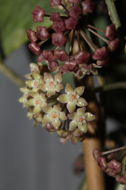 Hoya macrophylla variegata