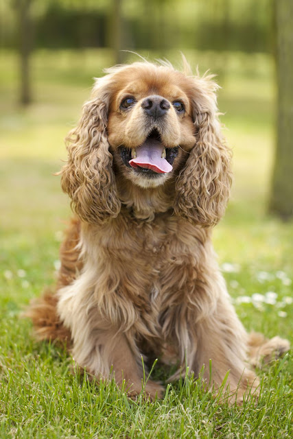 Cocker Spaniels