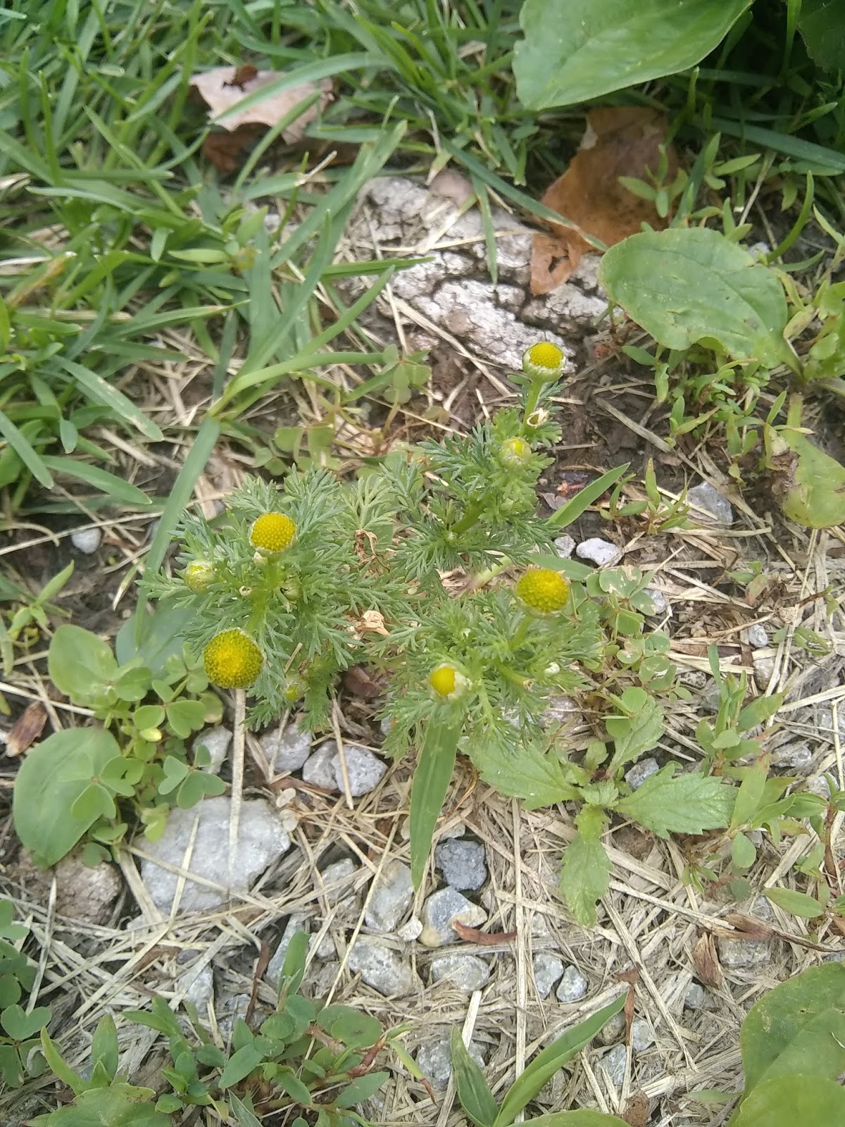 Simple Inspirations The Wonderful Pineapple Weed!