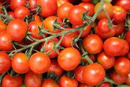 Cara Usaha Budidaya Tomat Sayur Segar Menguntungkan Pasaran
